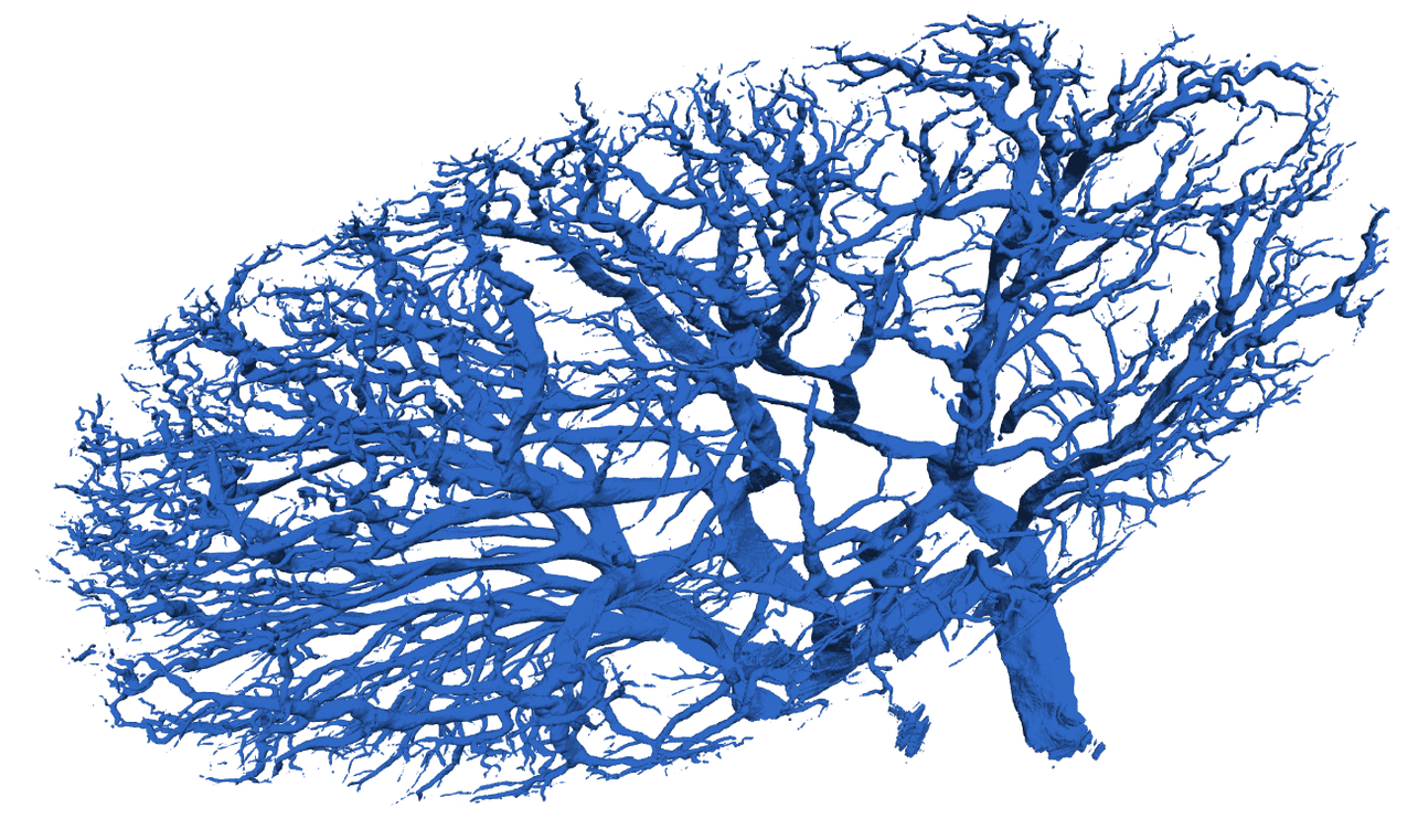 Predicted image volume